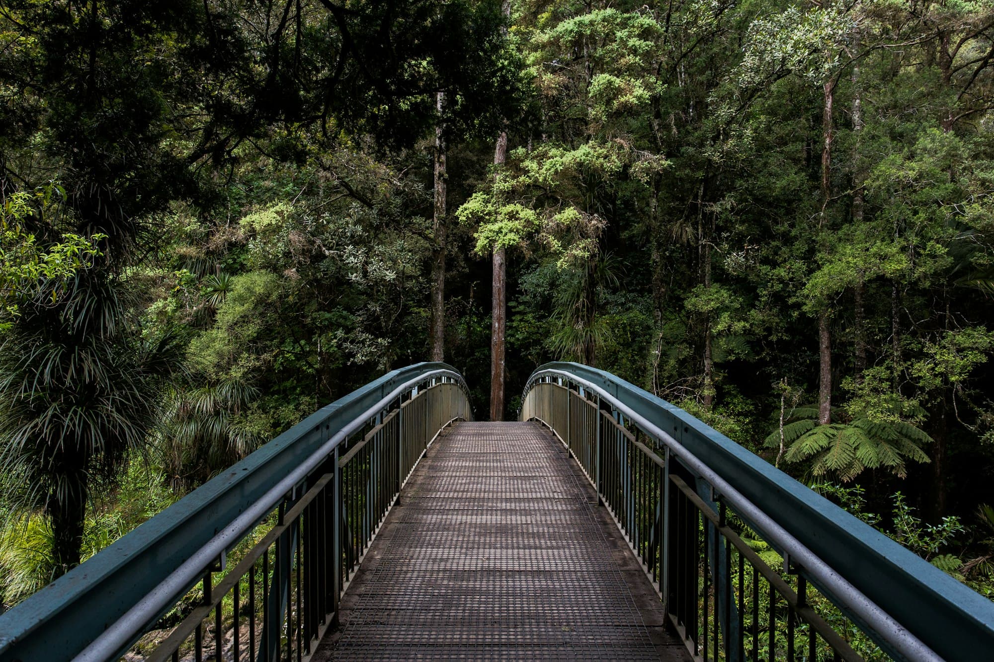 Footbridge leading into a lush green forest